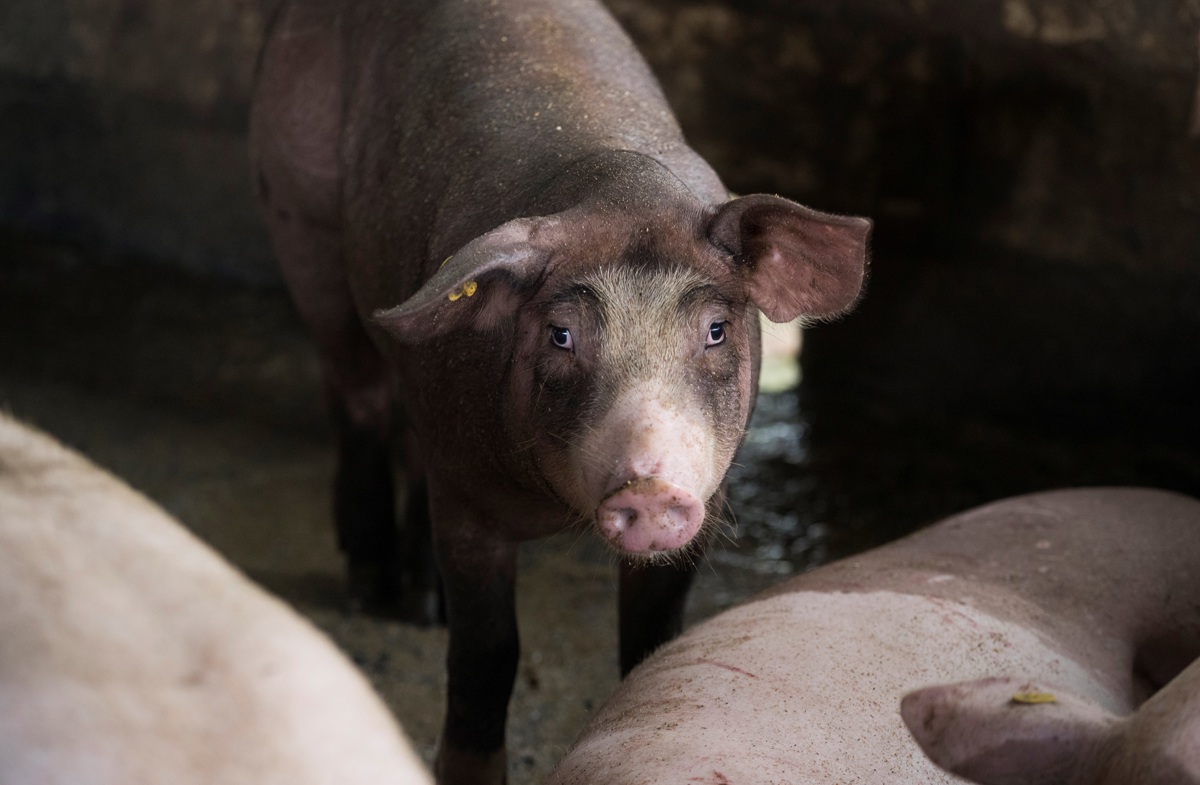 Los impuestos para el metano del ganado danés generan escepticismo entre los agricultores