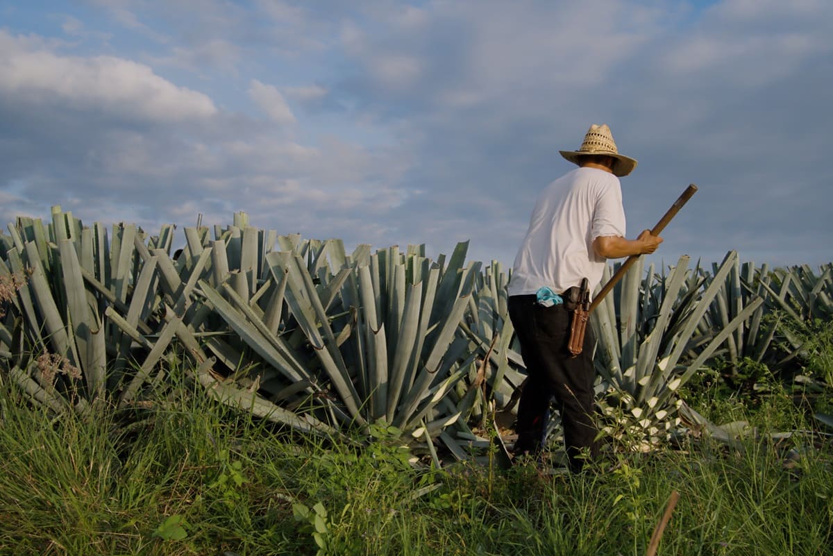 Especialistas mexicanos dicen que baja del precio del agave podría agudizarse