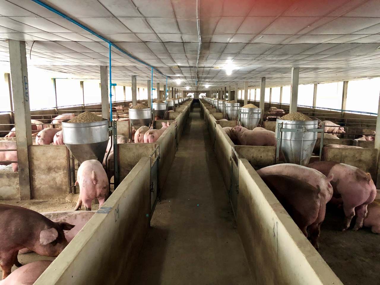 Aprovechamiento integral del cerdo: maximizando el valor en la industria alimentaria