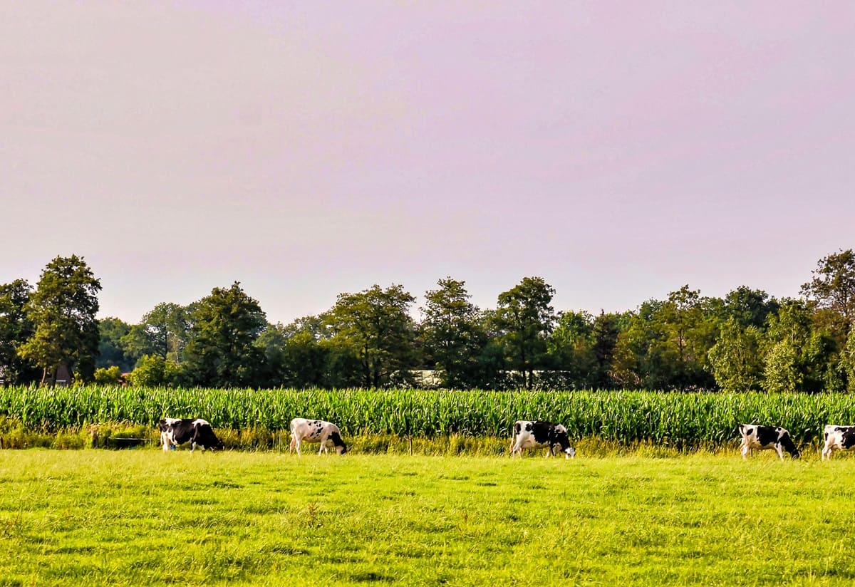 Crece el interés por la carne de res alimentada con pasto